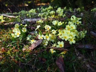 Primula vulgaris - вид цветковых растений семейства первоцветных, примула обыкновенная, примула английская обыкновенная. Распускаются ранней весной желтыми цветами с нежным ароматом, поодиночке на коротком тонком стебле - Karjalainen