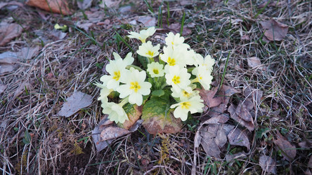 Primula vulgaris - вид цветковых растений семейства первоцветных, примула обыкновенная, примула английская обыкновенная. Распускаются ранней весной желтыми цветками с нежным ароматом, поодиночке на коротком тонком стебле - Karjalainen