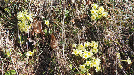 Primula vulgaris - вид цветковых растений семейства первоцветных, примула обыкновенная, примула английская обыкновенная. Распускаются ранней весной желтыми цветками с нежным ароматом, поодиночке на коротком тонком стебле - Karjalainen