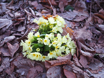 Primula vulgaris - вид цветковых растений семейства первоцветных, примула обыкновенная, примула английская обыкновенная. Распускаются ранней весной желтыми цветами с нежным ароматом, поодиночке на коротком тонком стебле - Karjalainen