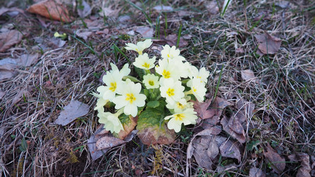 Primula vulgaris - вид цветковых растений семейства первоцветных, примула обыкновенная, примула английская обыкновенная. Распускаются ранней весной желтыми цветками с нежным ароматом, поодиночке на коротком тонком стебле - Karjalainen