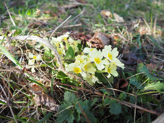 Primula vulgaris - вид цветковых растений семейства первоцветных, примула обыкновенная, примула английская обыкновенная. Распускаются ранней весной желтыми цветками с нежным ароматом, поодиночке на коротком тонком стебле - Karjalainen
