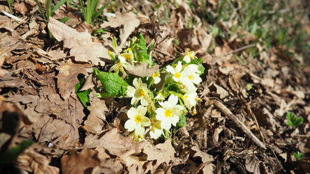 Primula vulgaris - вид цветковых растений семейства первоцветных, примула обыкновенная, примула английская обыкновенная. Распускаются ранней весной желтыми цветками с нежным ароматом, поодиночке на коротком тонком стебле - Karjalainen