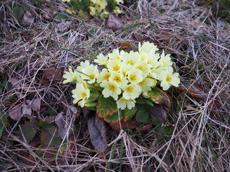 Primula vulgaris - вид цветковых растений семейства первоцветных, примула обыкновенная, примула английская обыкновенная. Распускаются ранней весной желтыми цветками с нежным ароматом, поодиночке на коротком тонком стебле - Karjalainen