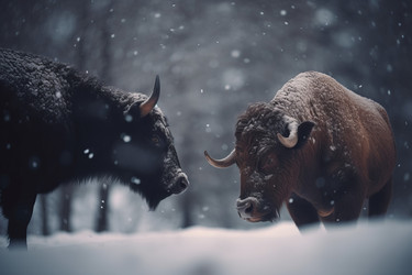 Two giant brown bulls in wintertime. Wild ox animals in frosty icy nature. Generate ai - yliv