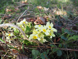 Primula vulgaris - вид цветковых растений семейства первоцветных, примула обыкновенная, примула английская обыкновенная. Распускаются ранней весной желтыми цветками с нежным ароматом, поодиночке на коротком тонком стебле - Karjalainen