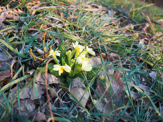 Primula vulgaris - вид цветковых растений семейства первоцветных, примула обыкновенная, примула английская обыкновенная. Распускаются ранней весной желтыми цветами с нежным ароматом, поодиночке на коротком тонком стебле - Karjalainen