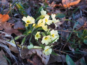 Primula vulgaris - вид цветковых растений семейства первоцветных, примула обыкновенная, примула английская обыкновенная. Распускаются ранней весной желтыми цветами с нежным ароматом, поодиночке на коротком тонком стебле - Karjalainen