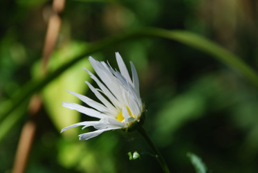 Ромашка обыкновенная - Leucanthemum vulgare - Andrew_Swarga