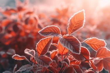 Colorful frozen nature leaves. Winter wild nature plants covered with ice. Generate ai - yliv