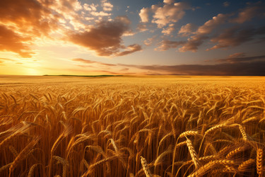 Красивое сельскохозяйственное поле со зреющей пшеницей на закате. Природное художественное растение золотого урожая. Генерировать искусственный интеллект - yliv
