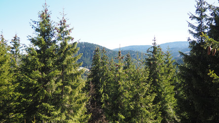 златар, сербия, естественный сельский пейзаж. вид на горы с еловым лесом весной в апреле. этнотуризм на балканах. балканский хребет, златар. пригород нова-варош, национальный парк - Karjalainen