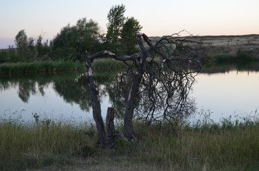 Сухое дерево - Sun_Sunych