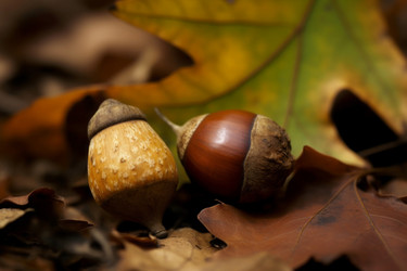 растение с опадающими листьями из желудей. натуральное растение оранжевая открытка с ботанической листвой. генеративный контент - yliv