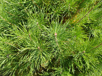 Хвоя сосны (род Pinus) - bykgeniy