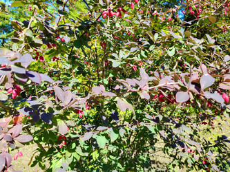 Кустарник барбариса (Berberis) - bykgeniy