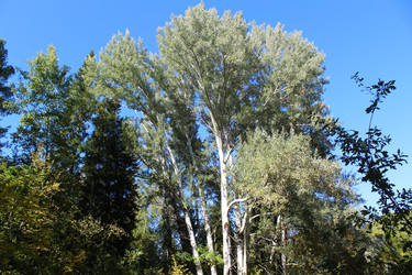 Тополь белый (Populus alba) - bykgeniy