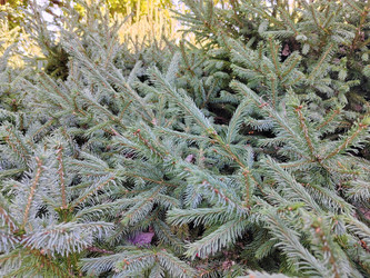 Голубая ель, ель колючая Picea pungens - bykgeniy
