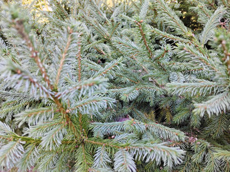 Ель колючая (Picea pungens) - bykgeniy