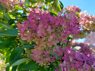 Метельчатая гортензия (Hydrangea paniculata) - bykgeniy