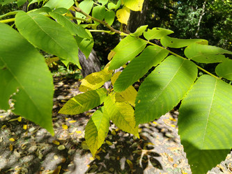 Орех (Juglans) - bykgeniy