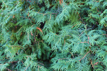 Туя (Thuja) — род вечнозеленых растений из семейства Кипарисовые (Cupressaceae) - bykgeniy