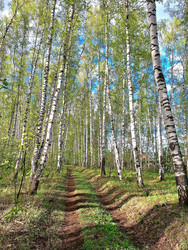Солнечный день в березовой роще - BEMBA.Poi