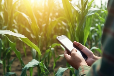 Agriculturist growth corn land at sunrise leaf. Generate Ai - yliv