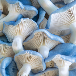 Крупный план грибов lactarius indigo, подчеркивающий их ярко-синий цвет, замысловатые жабры и прочные стебли, создающие визуально привлекательную гроздь. - yliv