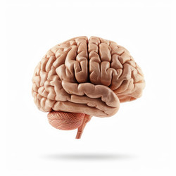 Realistic 3d rendering of a human brain isolated on white background, showcasing the intricate details of cerebrum, cerebellum, and brainstem - yliv