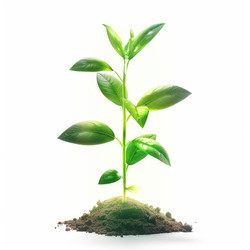 Small green plant growing in soil, representing the concept of new life - yliv