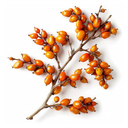 Freshly picked sea buckthorn branch with vibrant orange berries, isolated on a clean white background, perfect for health and wellness concepts - yliv