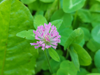 Клевера лугового (или красного клевера, лат. Trifolium pratense) - bykgeniy
