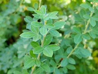 Дрок (Genista) или ракитник (Cytisus) - bykgeniy