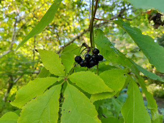 Калина гордовина (Viburnum lantana) или крушина - bykgeniy