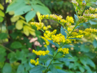 Золотая розга, или золотарник (Solidago) - bykgeniy