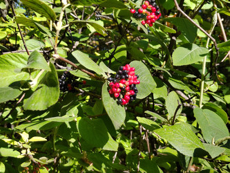 Калина гордовина (Viburnum lantana) - bykgeniy