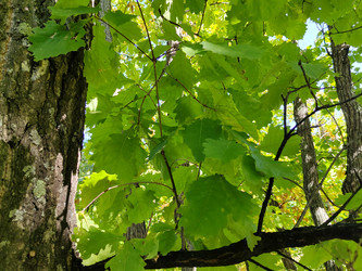 Дуб (Quercus) - bykgeniy