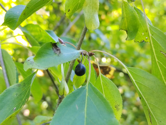 Жостер слабительный (Rhamnus cathartica) - bykgeniy