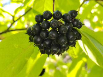 Бересклет (Euonymus) - bykgeniy