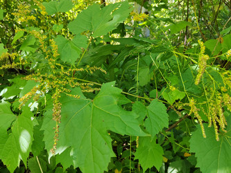 Виноград (возможно, дикий или амурский, Vitis) - bykgeniy