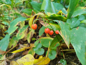 Созревшие ярко-красные плоды ландыша майского (Convallaria majalis) - bykgeniy
