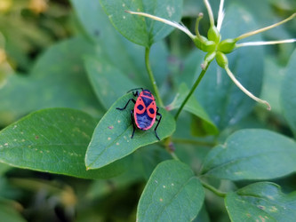 Клоп-солдатик (лат. Pyrrhocoris apterus) - bykgeniy