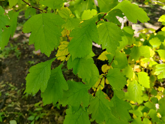 Листья боярышника (Crataegus) - bykgeniy