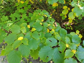 Лещина обыкновенная (Corylus avellana) - bykgeniy