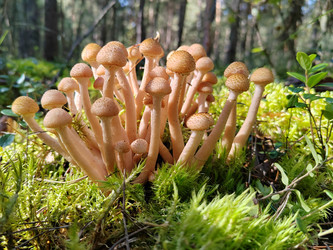 Опенок осенний (Armillaria mellea) - bykgeniy