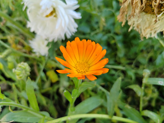 Календула лекарственная (лат. Calendula officinalis) - bykgeniy