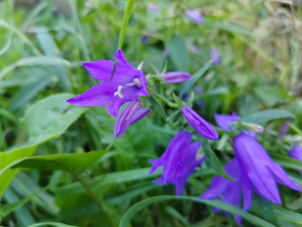 Колокольчик рапунцелевидный (Campanula rapunculoides) - bykgeniy