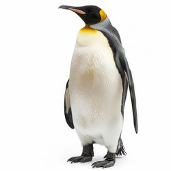 King penguin standing proudly on white background - yliv
