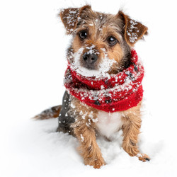 Small dog wearing a red scarf sitting in the snow on a white background - yliv